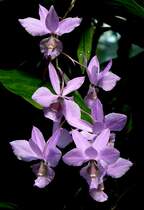 Orchidee am 14.06.2008 in Wilhelma/Stuttgart