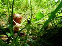 der Feind im Unterholz

Niesdorf