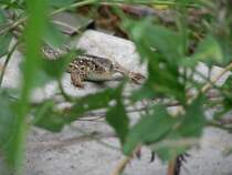 was guckst Du?

Bf Halbe