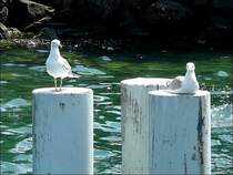 Die M�wen am Genfer See haben eine kurze Rast eingelegt. 02.08.08 (Jeanny)