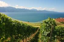 Die Zeit ist reif die Reben mit Netzen zu sch�tzen, damit die zunehmend s�ssen Trauben im Weinfass und nicht in den M�gen der V�gel landen. 
Wenn die Weinlese in wenigen Wochen beginnt ist der Lavaux auch f�r die Wanderer nur noch eingeschr�nkt begehbar.
(13.08.2008) 