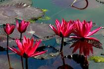 Seerosen am 15.07.2008 in Wilhelma/Stuttgart