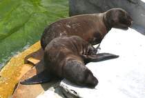 Seel�wen-Junge am 23.07.2008 in Wilhelma/Stuttgart