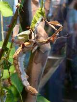 Gottesanbeterin am 15.07.2008 in Wilhelma/Stuttgart