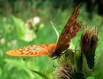 Kaisermantel-M�nnchen (Argynnis paphia) n�hrt sich mit seinem  Strohhalm  an einer Distelbl�te; 080817