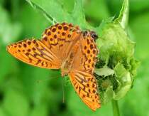 Kaisermantel-M�nnchen (Argynnis paphia) und eine Wespe teilen sich eine Distelbl�te; 080817