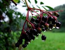 Hollunderfr�chte am regnerischen Samstagnachmittag; 080816