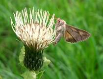 Distelbl�te mit Taubenschw�nzchen, geh�rt zur Familie der Schw�rmer, die man den Nachtfaltern zurechnet