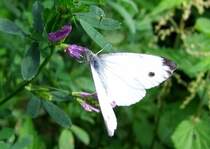 Kohlwei�ling saugt sich den s�ssen Nektar aus einer Bl�te; 080817