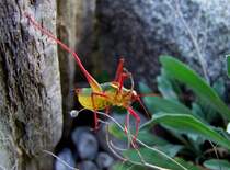 Eine  Riesenheuschrecke  am Weg zu neuen Nahrungquellen; 080816