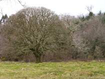 Majest�tisch beherrschen die Baumriesen die Landschaft. (Naturreservat)