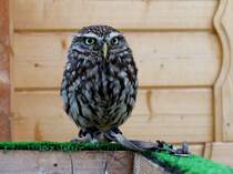 Bei der Falknerei Damm im Erlebniswald Trappenkamp kann man u.a. dieser echten Eule am hellerlichten Tag ganz nahe kommen; 16.08.2008
