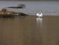 Zwei Schw�ne auf dem See. Die Bilder zu Gougan Barra entstanden im M�rz 2008.
