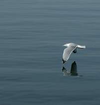 Flug �ber den See
(Oktober 2008)