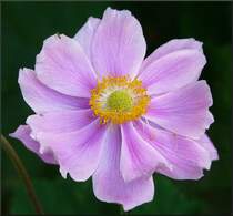 Einige Staubgef��e dieser Bl�te haben sich selbstst�ndig gemacht. 31.08.08 (Jeanny)