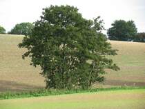 Herbstlandschaft zwischen Brook und Kalkhorst, 13.09.2008
