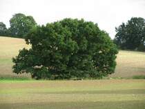 Herbstlandschaft zwischen Brook und Kalkhorst, 13.09.2008
