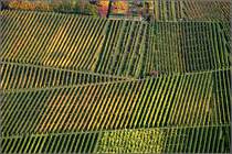 Weinberggrafik - 

Hang zwischen den Stuttgarter Stadtteilen Rotenberg und Uhlbach. 

11.10.2008 (M)
