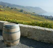 Herbst: Die Trauben sind gelesen, aber bis der Rebsaft ins Fass kommt vergeht noch einige Zeit.
(Oktober 2008)