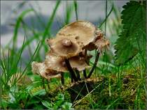 Im Herbst findet man �berall Pilze entlang der Wanderwege. 18.10.08 (Jeanny)