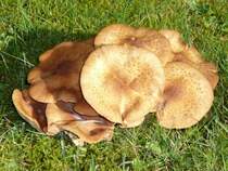 Was ist das f�r ein Pilz? Er w�chst seit diesem Jahr in unserem Garten, 20.10.08