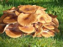 Was ist das f�r ein Pilz? Er w�chst seit diesem Jahr in unserem Garten, 20.10.08