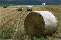 Abgeerntet und die Reste zusammengerollt -

 Ein Feld im Stuttgarter Ballungsraum. 

20.08.2008 (M)