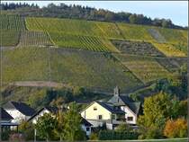 Blick auf die Weinberge entlang der Saar vom Schiff aus aufgenommen am 19.10.08. (Jeanny)