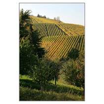 Am Hang des Kernen - 

Weinberg bei Stetten im Remstal. 

25.10.2008 (M)