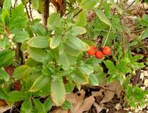 VERS-PONT-DU-GARD, 20.10.2005, Medronho-Früchte am Pont du Gard