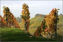 Im Weinberg - 

Links im Hintergrund die Grabkapelle auf dem Württemberg. 

26.10.2008 (M)