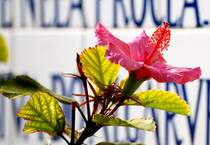 TAVIRA, 11.01.2007, Hibiskus-Blüte an der römischen Brücke