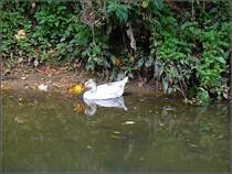 Doppeltes Entchen aufgenommen am Ufer der Alzette in der N�he von Esslingen am 26.10.08. (Hans)