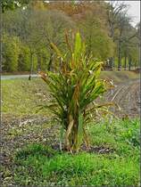 Was aus einem vermeintlich verloren gegangenem Maiskorn entstehen kann. Bild aufgenommen am 26.10.08 an einem Weg, der zu einem abgeerntetem Maisfeld f�hrt. (Jeanny) 