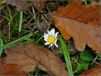 Etwas scheu bl�ht am 26.10.08 ein G�nsebl�mchen zwischen dem welken Eichenlaub. (Jeanny)