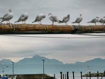 Undankbares Federvieh! Statt sich vor dem Fotografen in Stellung zu werfen, wurde gelangweilt in die Welt geguckt oder K�rperpflege betrieben.
Lausanne Ouchy, den 27. Oktober 2008