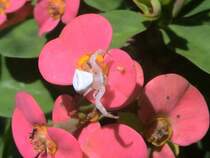 2007.10.04.
Nie gesehener Gast nach Regenschauer vor unserem Haus