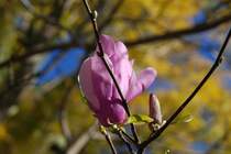 MONCHIQUE, 05.03.2008, Caldas de Monchique