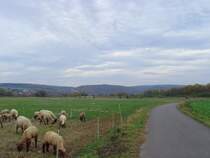 Herbstlandschaft mit Schafen bei Kassel, Oktober 2008