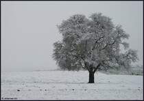 Wo sind denn die Farben hin? - Aalen-Fachsenfeld am winterlichen Morgen des 30.10.2008.