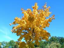  Goldener Oktober  oder verfrbte Ahornbltter; 081005