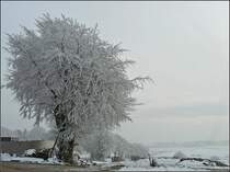 Die B�ume entland der Strasse in Heiderscheid waren am 29.11.08 mit einer dicken Schicht Rauhreif �berzogen. (Jeanny)