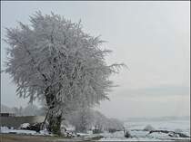 Die B�ume entland der Strasse in Heiderscheid waren am 29.11.08 mit einer dicken Schicht Rauhreif �berzogen. (Jeanny)