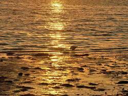 Sonneuntergang am Strand von Laboe im August 2008 mit M�we beim Abendbrot