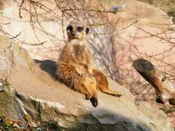 Ein Erdm�nnchen im Gelsenkirchener Zoo am 1.