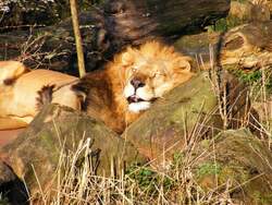 Ein L�we im Gelsenkirchener Zoo am 1.