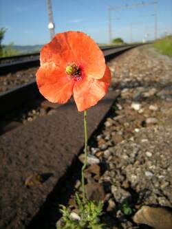 Neben grossen Z�gen gibt es im Bahnbereich auch immer wieder kleine Wunder zu fotografieren, so wie zum Beispiel diese Mohnblume auf dem steinigen, trockenen Bahnsteig von Neyruz.