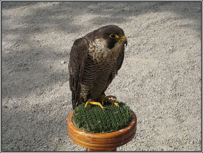 Whrend der Jan-Wellem-Feier am 31.08.2008 in Dsseldorf fand auf der Rheinpromenade auch eine kleine Greifvogelschau statt. Das Tier im Bild ist wohl ein Falke.