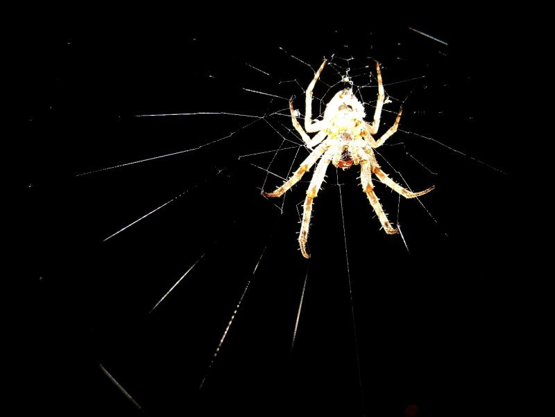Whrend meines Urlaubs in Luzern im Juli 2007 hatte ich eines Abends Besuch an meiner Balkontr. Ich habe einfach mal mit meiner Kamera draufgehalten. Der Krper der Spinne ist zwar vom Blitz etwas sehr grell angestrahlt, aber ich finde das Bild  trotzdem interessant.