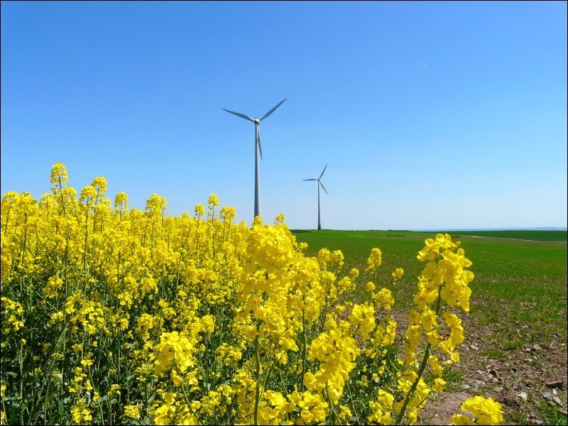 Whrend vorne der Raps blht, drehen im Hintergrund die Windrder. Bild aufgenommen in Heiderscheid am 11.05.08.